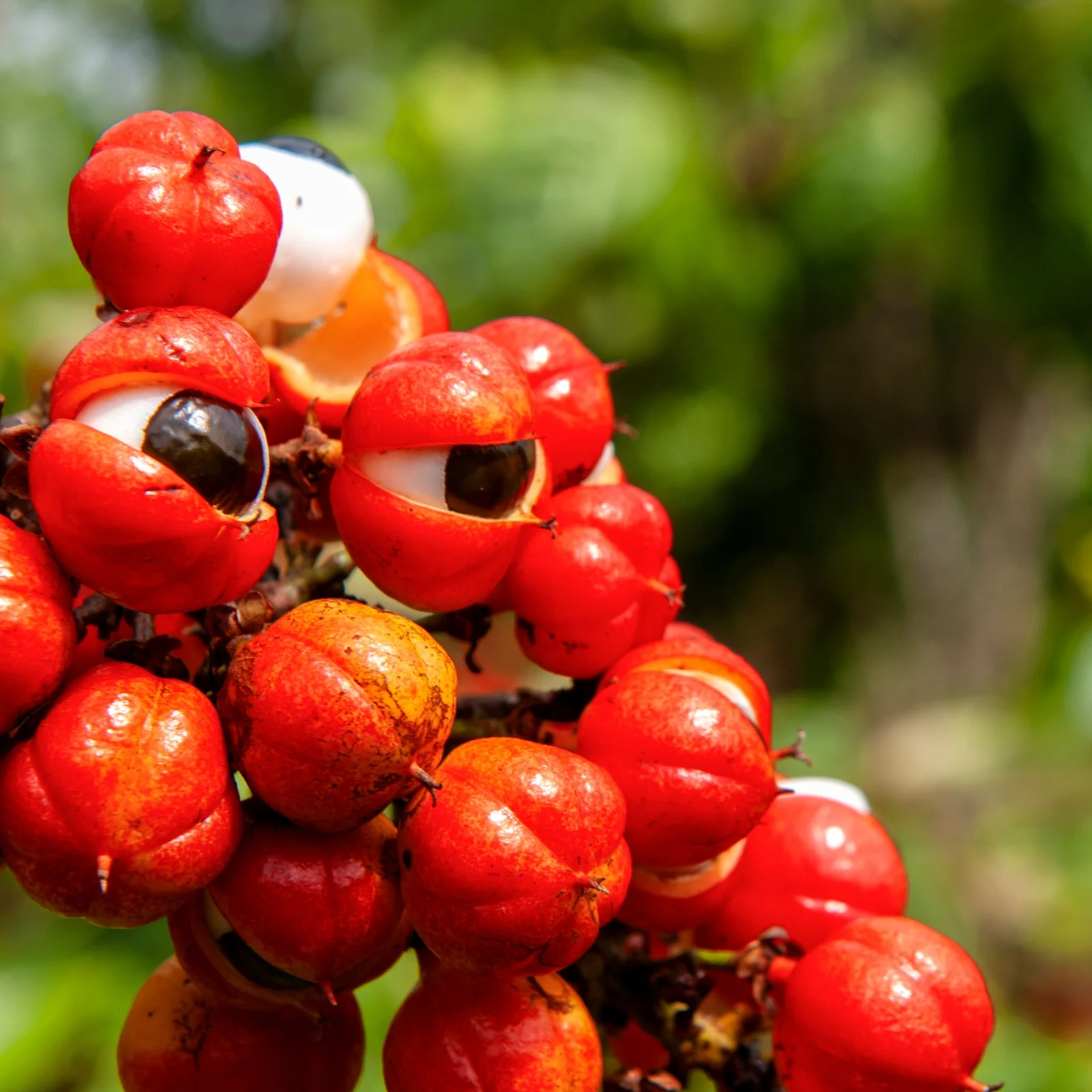 Guarana por - 100g - Image 3