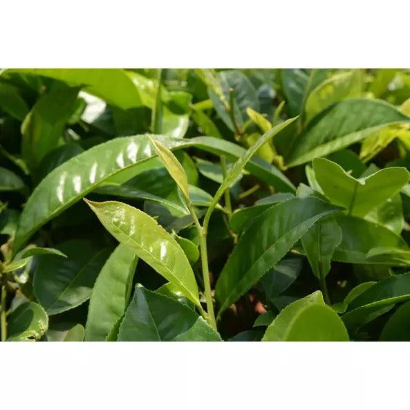 Pai Mu Tan fehér tea - 18db - bio - Image 2
